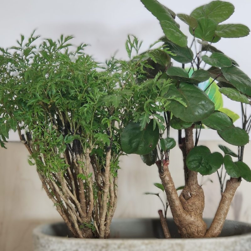 Plantas