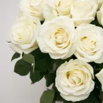 Rosas Brancas UNI