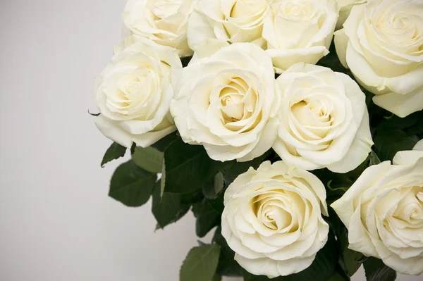 Rosas Brancas UNI