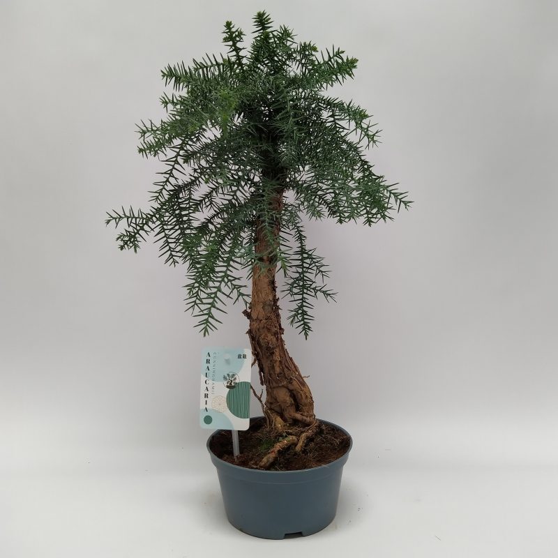 ARAUCARIA BONSAI