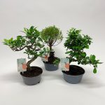 Bonsai Interior